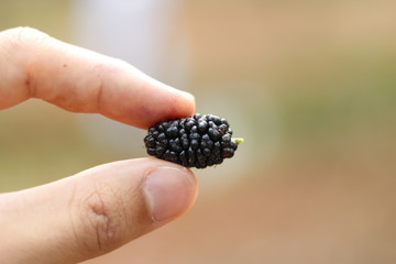 blackberries in hands