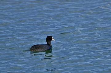 優雅に泳ぐオオバン