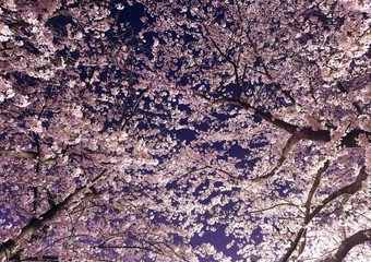 夜桜