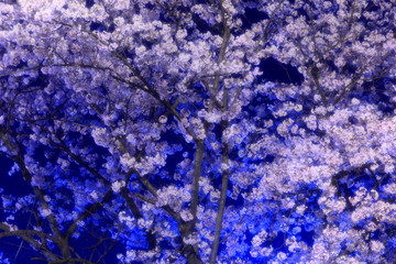 Obraz premium 夜桜