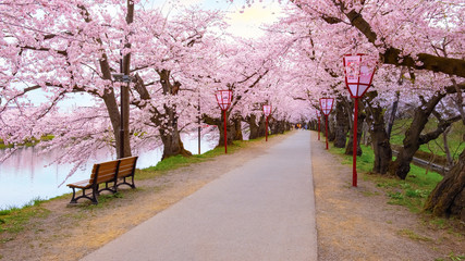 Full bloom Sakura - Cherry Blossom  at Hirosaki park, Japan
