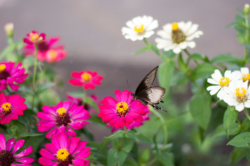 Flower butterfly in the garden
