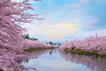 Fototapeten Sakura in voller Blüte - Kirschblüte im Hirosaki Park, Japan © coward_lion