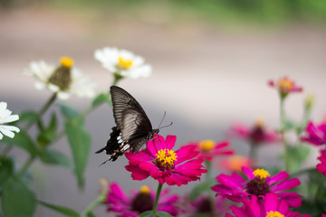 Fototapeta premium Flower butterfly in the garden