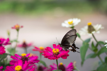 Flower butterfly in the garden