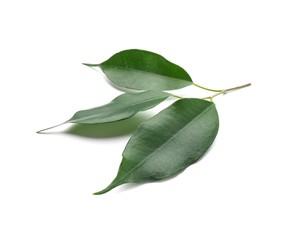 Fresh green ficus leaves on white background