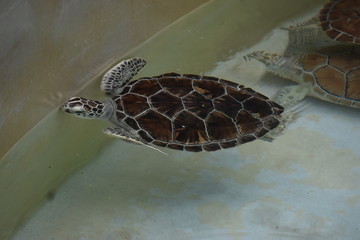 Photo Wallpaper Choral Mural Poster Stickers Canvas