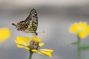 Flower butterfly in the garden