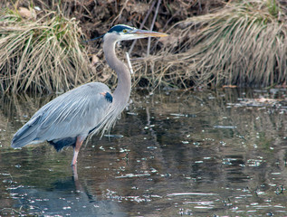 great blue heron