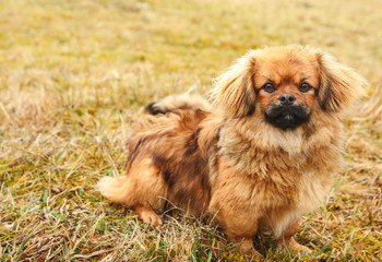 Adorable fluffy dog sitting on grass outdoors
