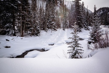 Fototapeta premium Creek In Winter Forest