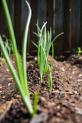 Red onions growing in backyard garden.