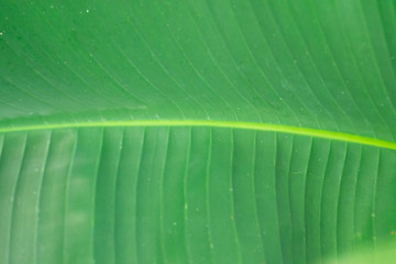 abstract green leave banana background