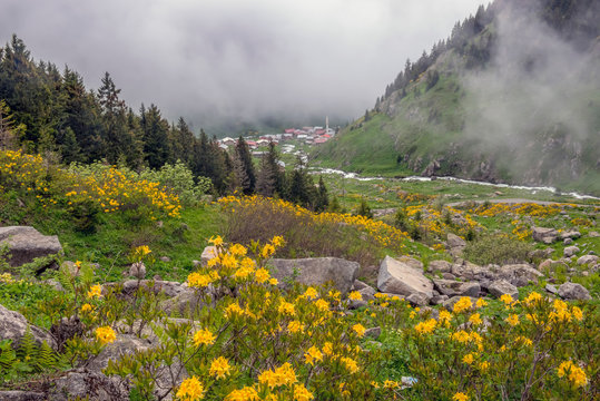 rize elevit yaylası