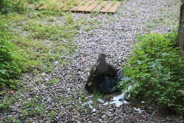 Obraz premium Epervier