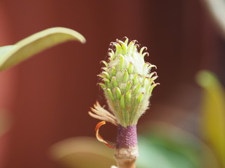Flower Pod