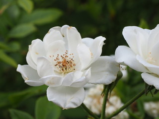 White Rose