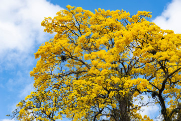 Yellow flowers of ipe tree, Brazil