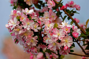 Chinese flowering crab-apple blooming