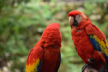 Guacamaya