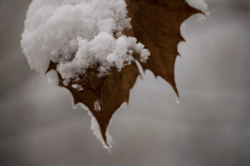 leaves in snow