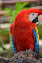 Guacamaya