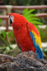 Guacamaya
