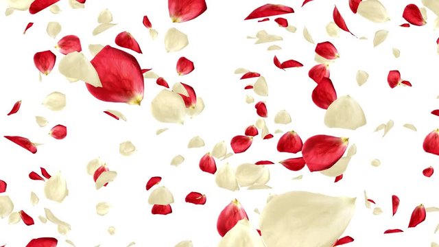 Lots of falling beautiful red and predominant white rose petals isolated on white background. Alpha channel is included. Loop ready