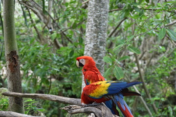Guacamaya