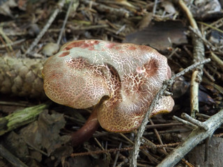 mushroom in the forest