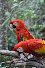 Guacamaya