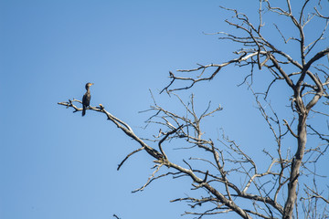 Huge brown colored bird standing on a branch of a dry tree.