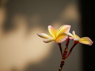 Plumeria, Frangipani, Temple tree are flowers  popular in Thailand. Multi color flower , bokeh background.