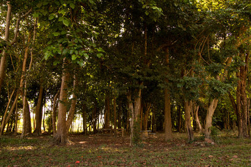 Tropical Forest in Laos