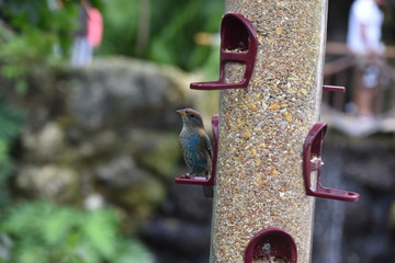 Pajaro