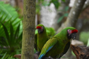 Loro