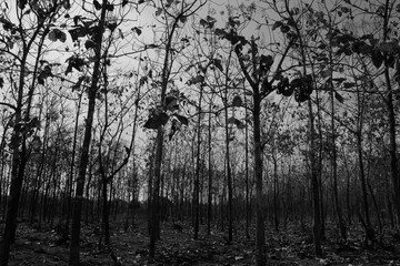 Black and white photography of forest