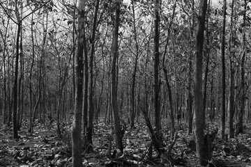 Black and white photography of forest