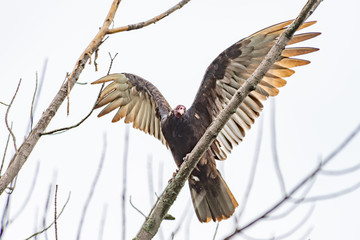Turkey Vulture bird of prey