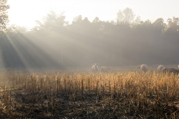 sunrise path in rice field with livestock