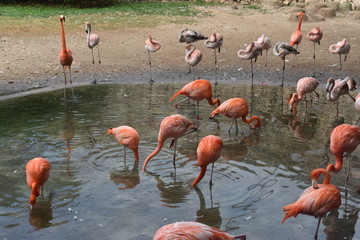Flamencos