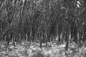 Black and White Photography of Rubber tree
