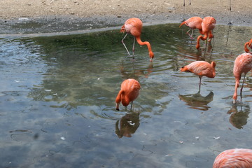 Flamencos