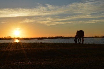 Fototapeta na wymiar El amanecer, el caballo y el lago