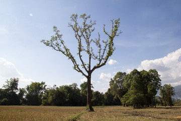 Obraz premium Beautiful Tree Against clear sky in rice field
