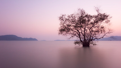 Fototapeta na wymiar Long exposure image of dramatic sunset with alone tree