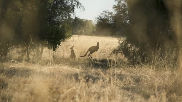 Kangaroos through Grass