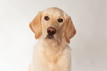 Portrait of yellow lab puppy