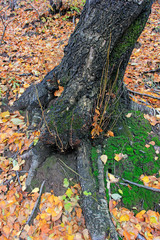 old tree roots on the ground