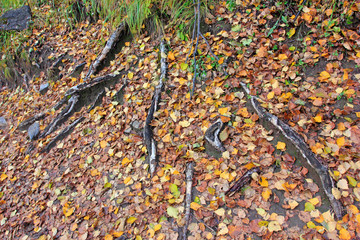 old tree roots on the ground